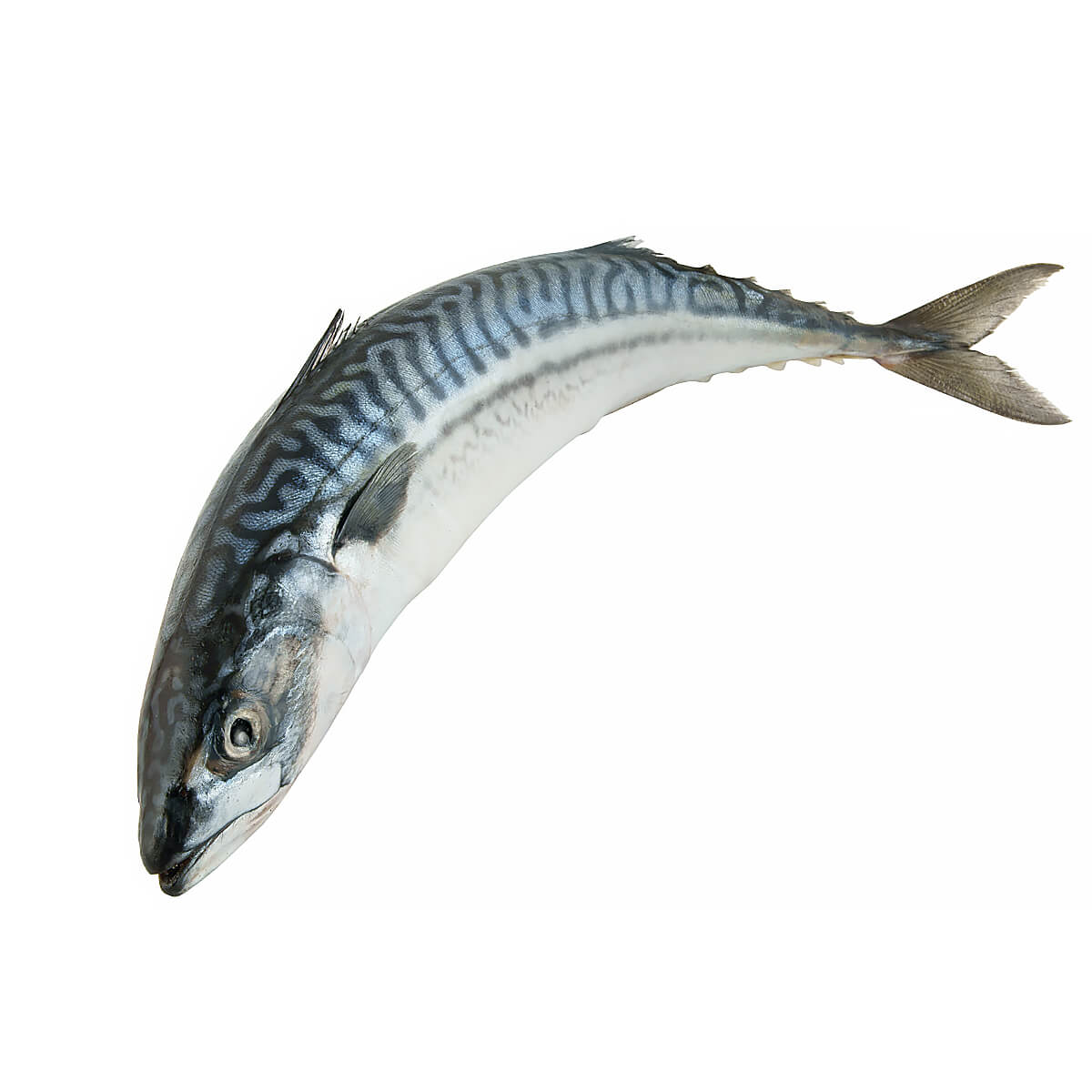 Macrou Crud, Atlantic